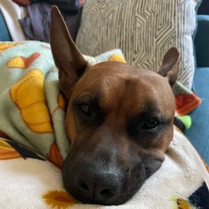 Meet your Posher, Collin